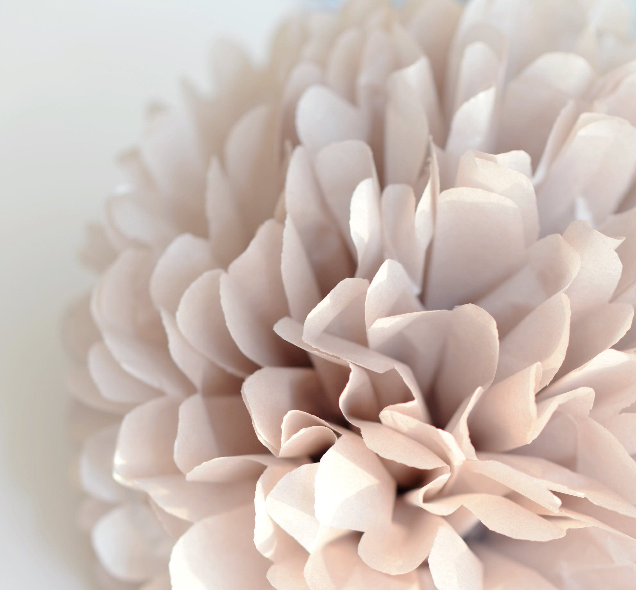 Champagne Tissue Paper Pom Poms